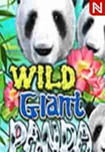 Wild Giant Panda